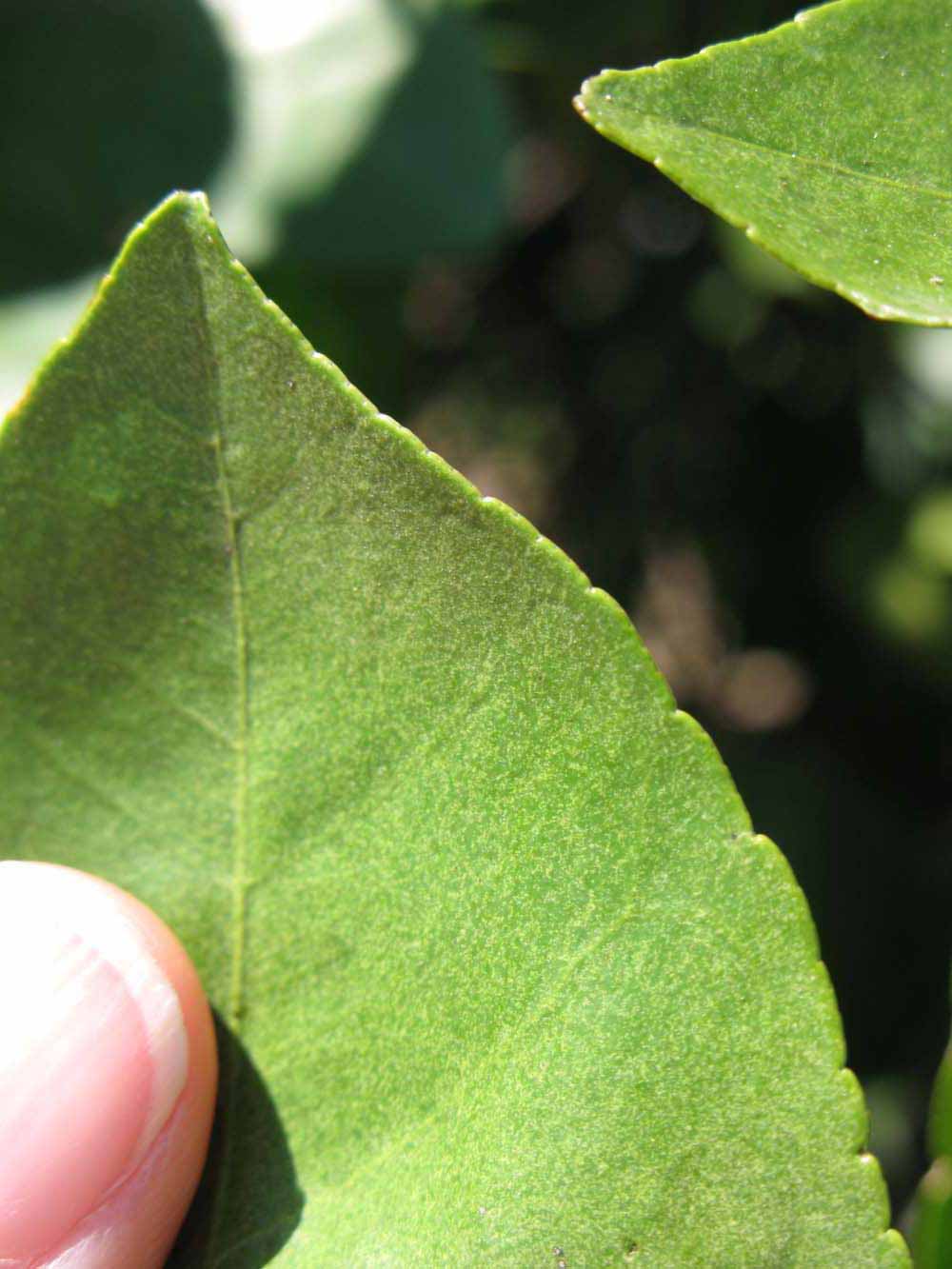              Margin (Winter Haven, FL)       